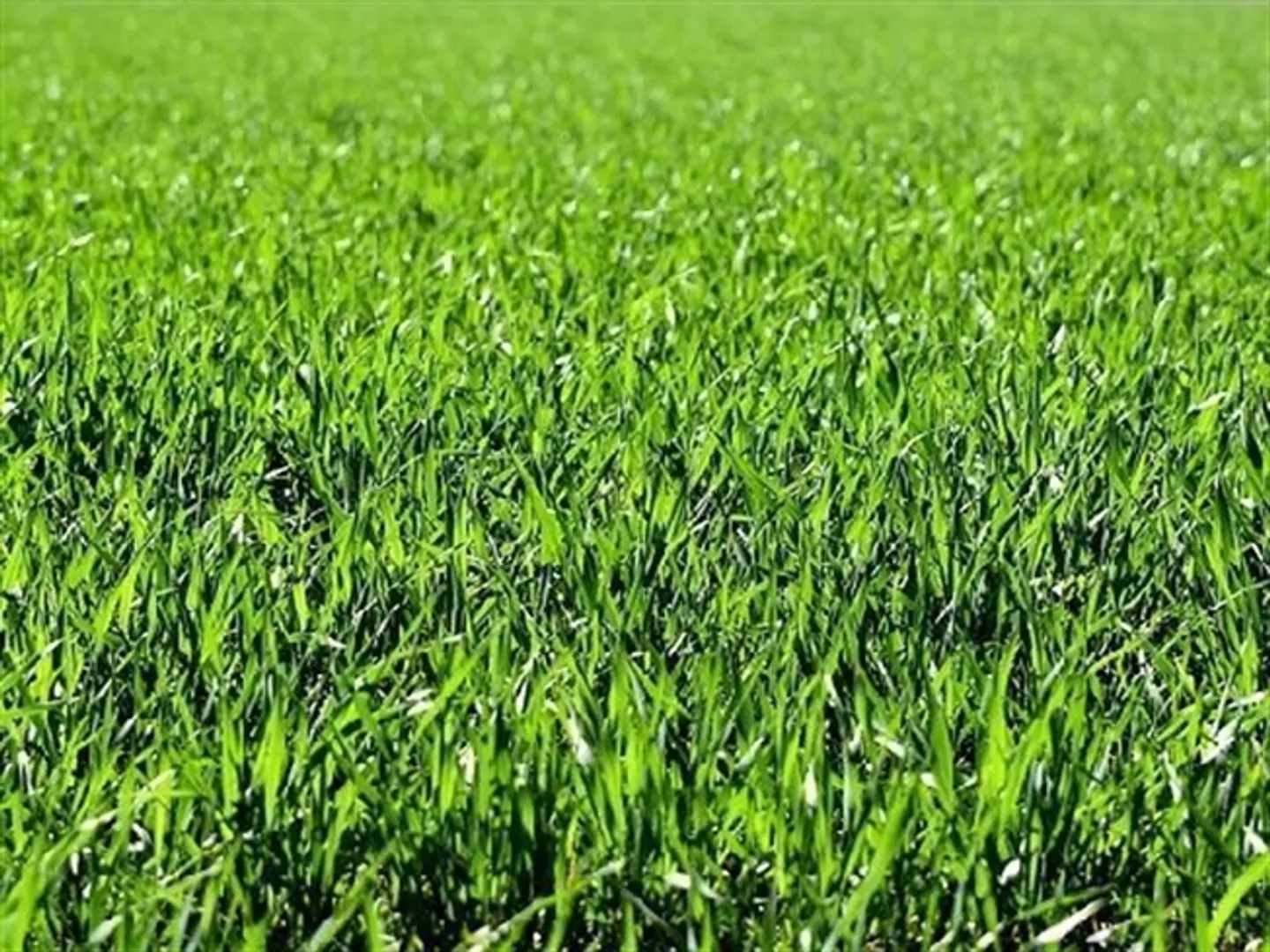 «Land zum Verkauf in Ludiano, Schweiz» - Photo 1 sur 1