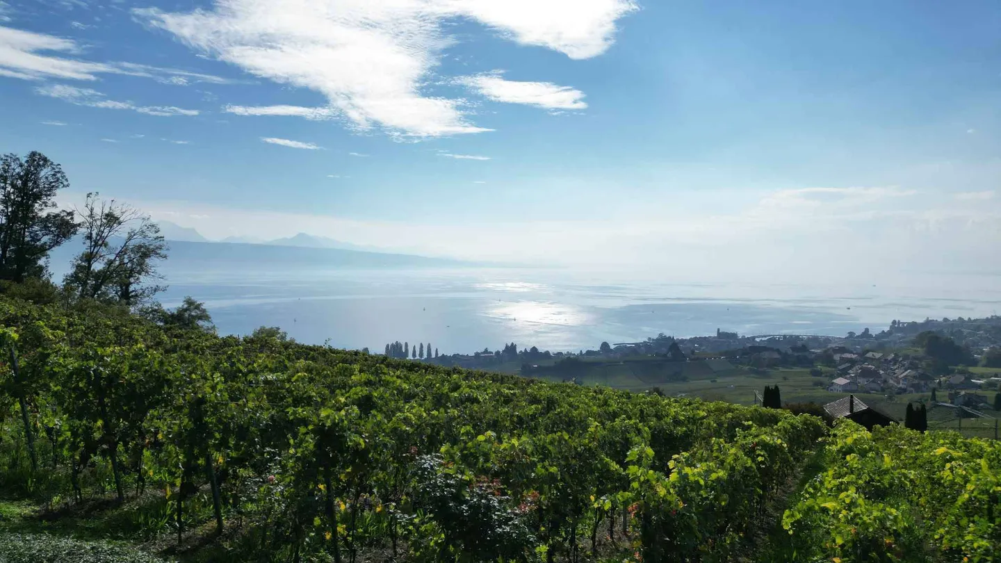 Charmantes Weingutshaus in Lavaux - Foto 6 von 13