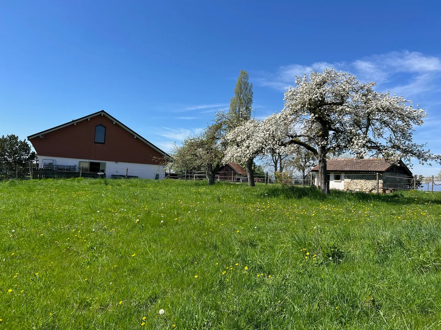 Horse farm with 220m² living space + renovated paddock - Photo 6 of 13