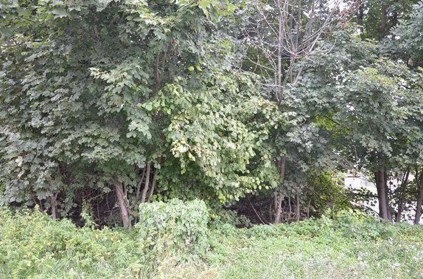 «Grande casa con giardino, stalla e rustico da ristrutturare in una posizione molto soleggiata, tranquilla con bellissima vista» - Foto 8 di 43