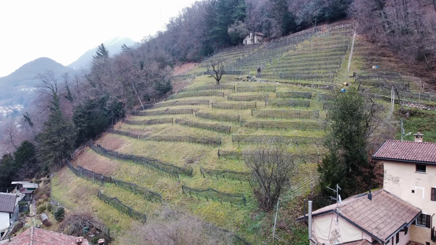 Terreno agricolo con vigneto e bosco - Foto 1 di 2