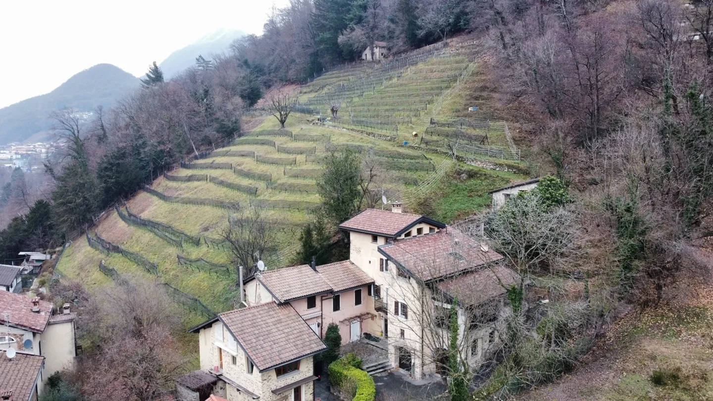 Terreno agricolo con vigneto e bosco - Foto 2 di 2