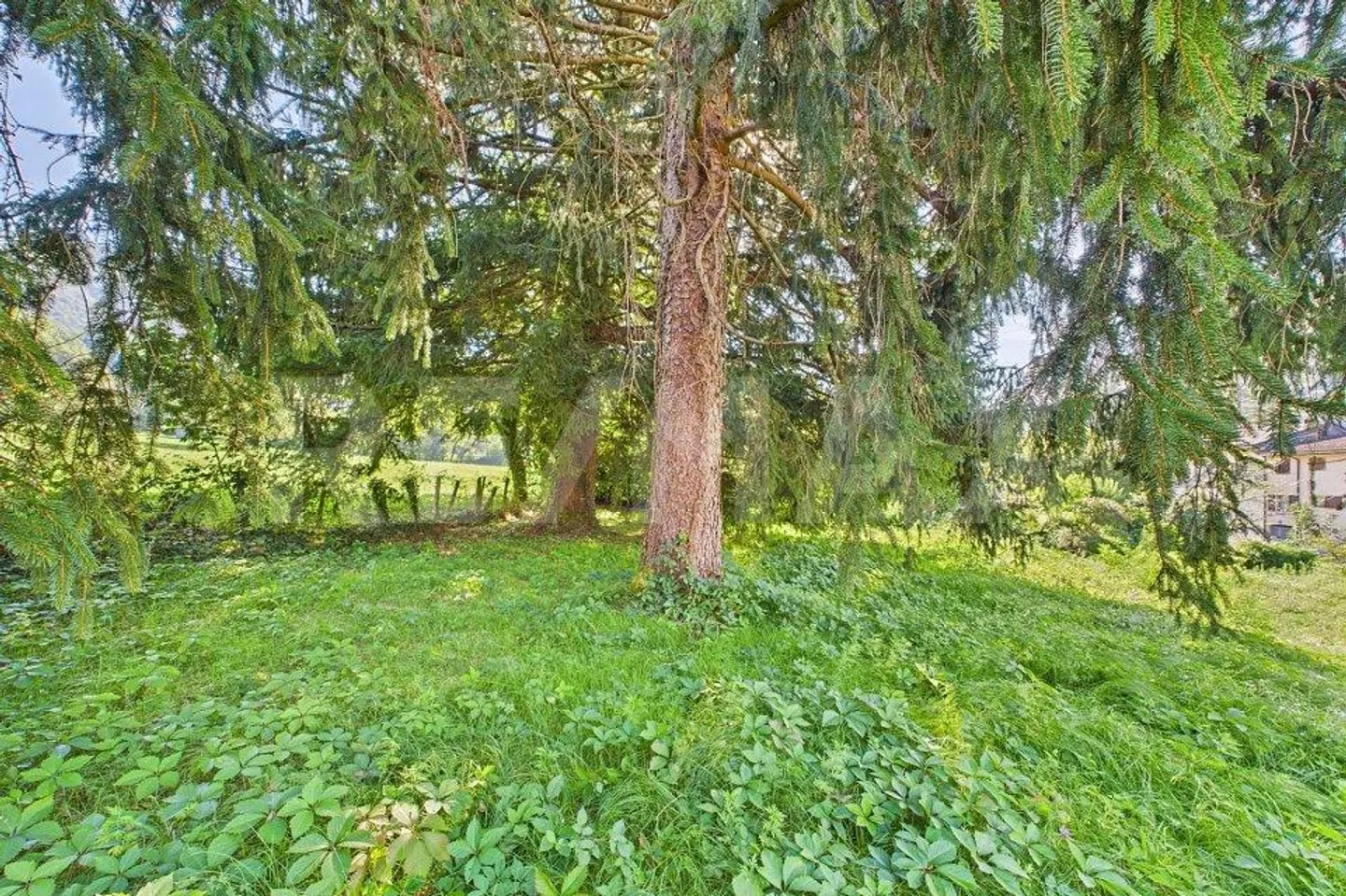Residential land in a green and quiet area in Tresa - Photo 12 of 13