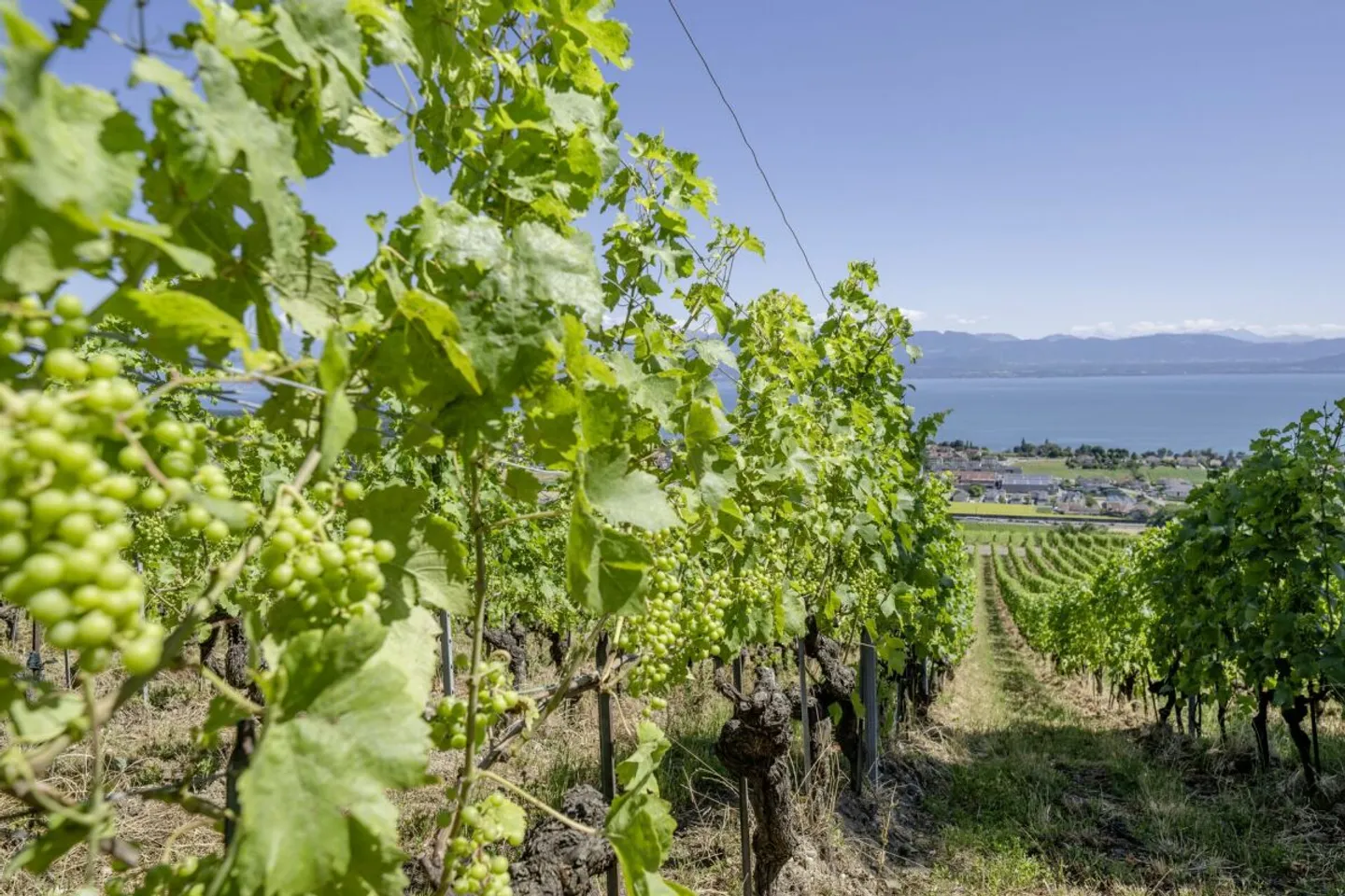 Elegant villa in Bougy-Villars with panoramic views of Lake Geneva and the Alps - Photo 12 sur 12