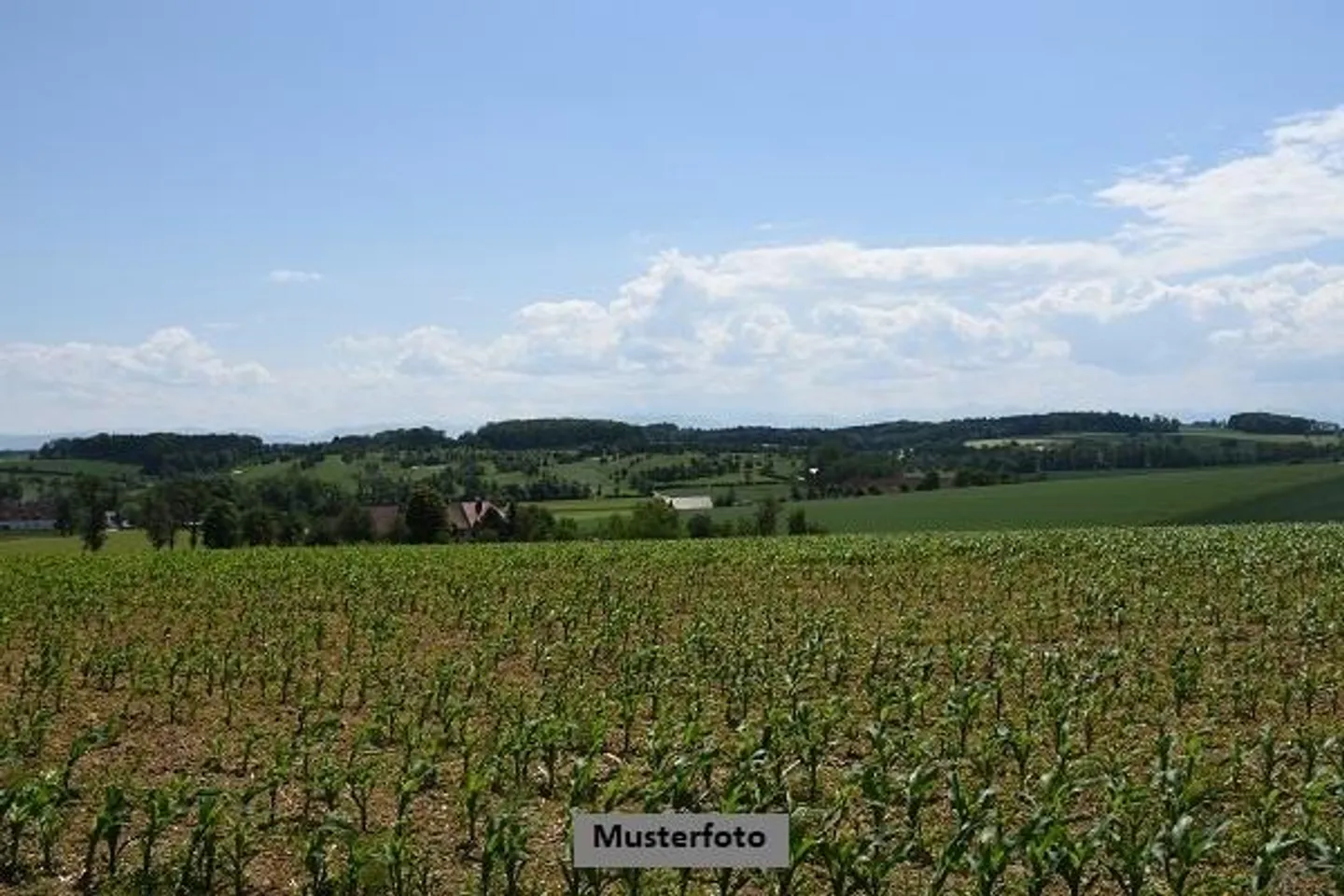 Route, Weg, Feld, Wiese, Weide - Foto 1 von 13