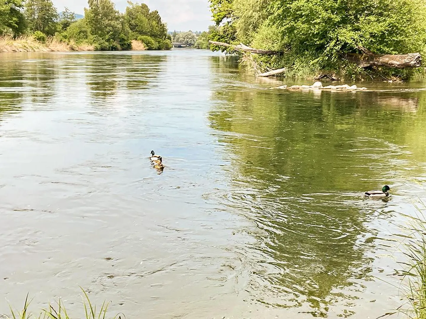 OETWIL AN DER LIMMAT - APPARTAMENTO A TERRAZZA DI PRIMA CLASSE - Foto 2 di 3