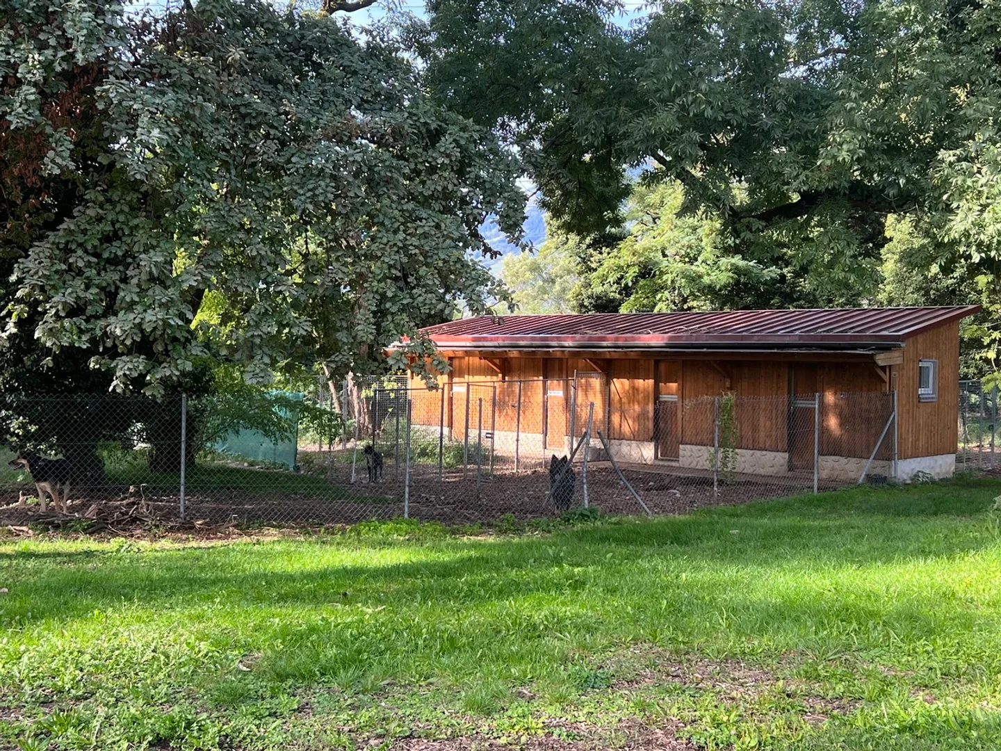Pension professionnelle pour chiens et chats - Photo 1 sur 7