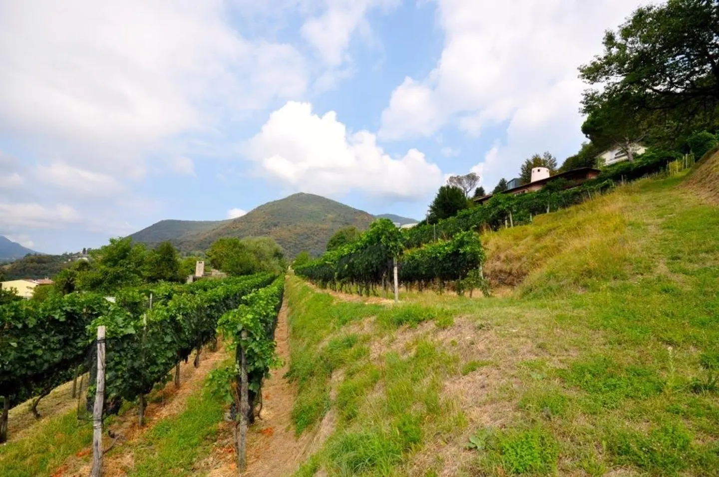 Building Plot in Morbio - Photo 6 of 10