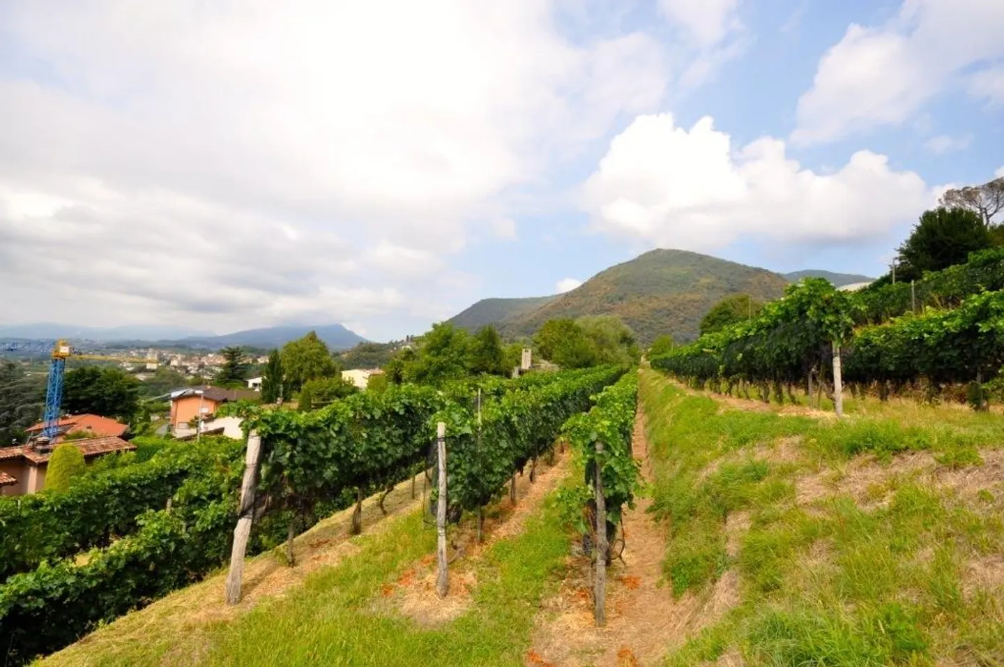 Building Plot in Morbio - Photo 7 of 10