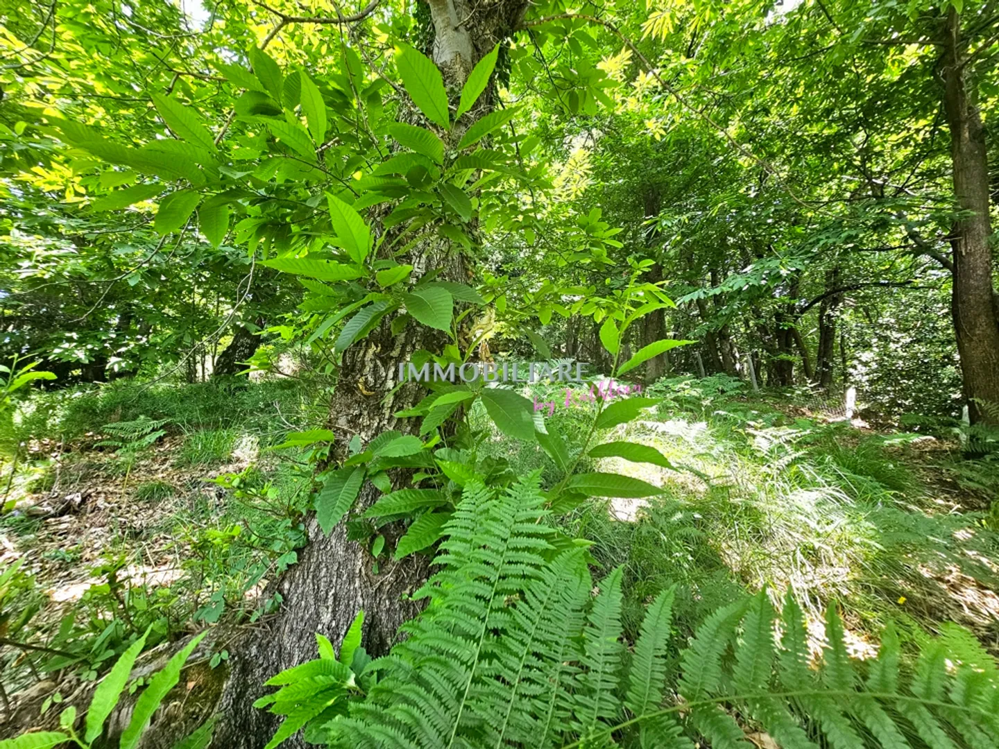Leben in der Natur, 2.300 m² Baugrundstück, Panoramablick - Foto 9 von 14