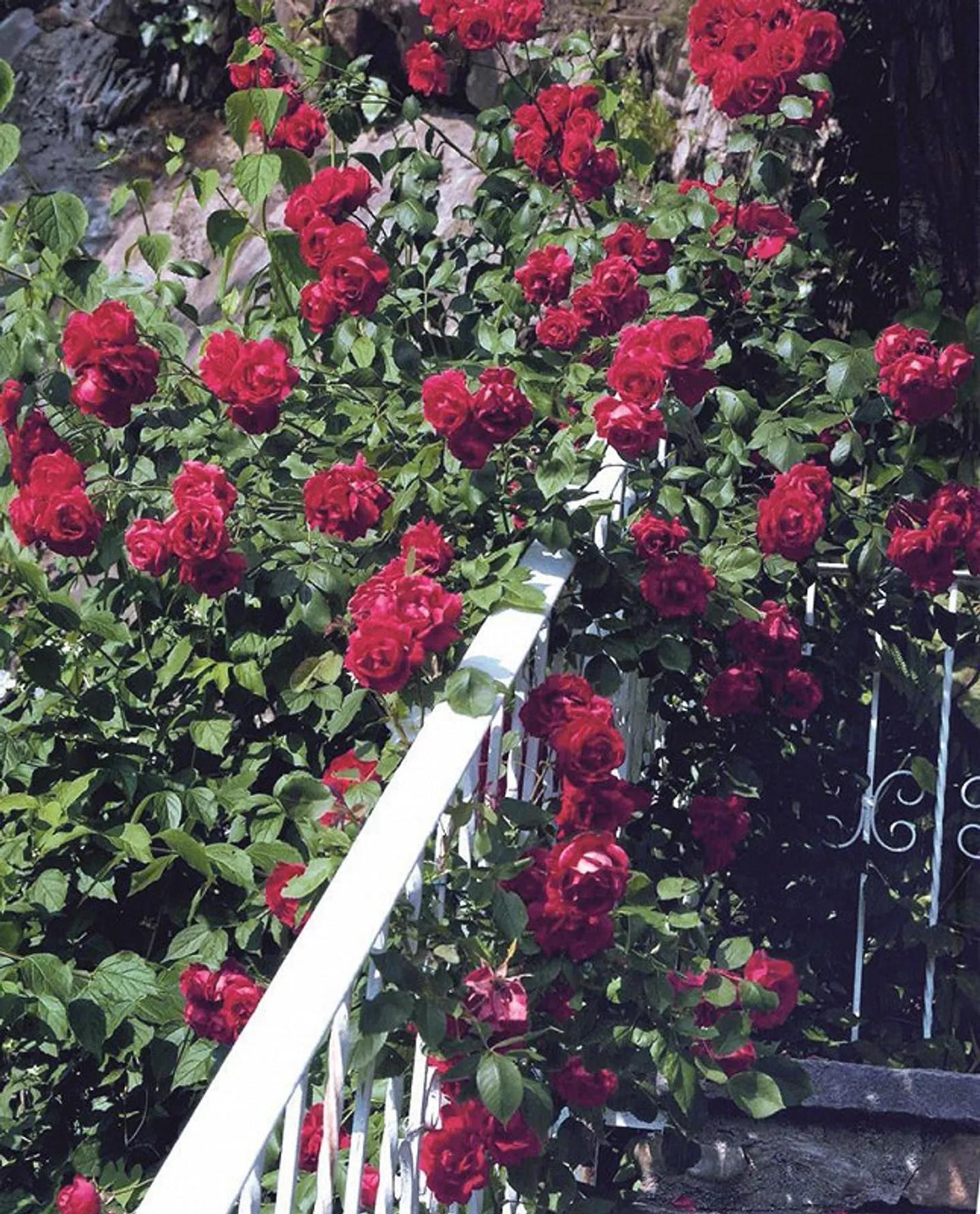 Familienhaus im Naturparadies - Foto 14 von 18