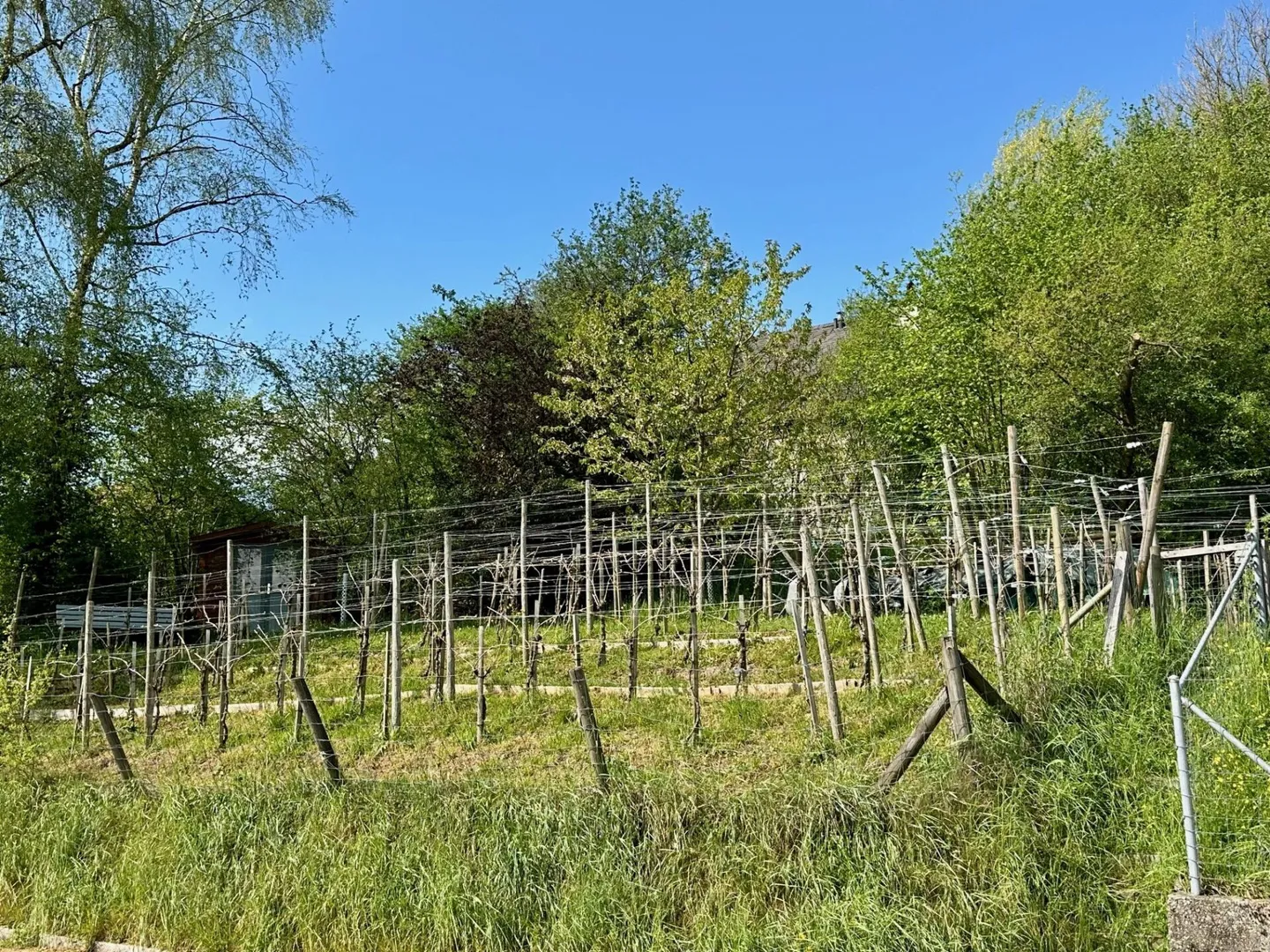 Maison individuelle de 5,5 pièces dans la verdure - Pure tranquillité et qualité de vie - Photo 4 sur 17