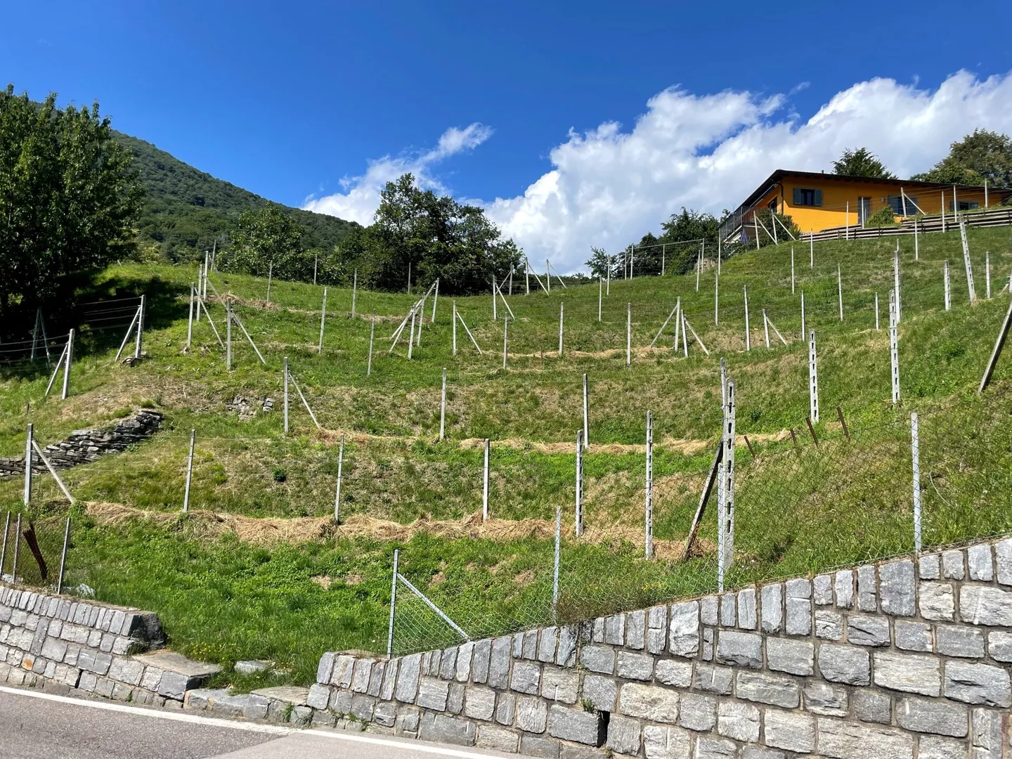 Terrain à bâtir avec vue sur le Monte Tamaro - Photo 3 sur 6