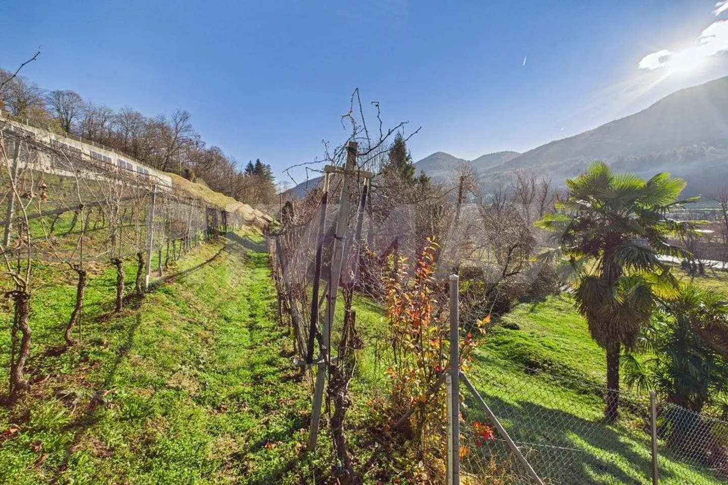 1'708 m² Bauland mit Rebberg Tresa (Ponte Cremenaga) - Foto 5 von 7