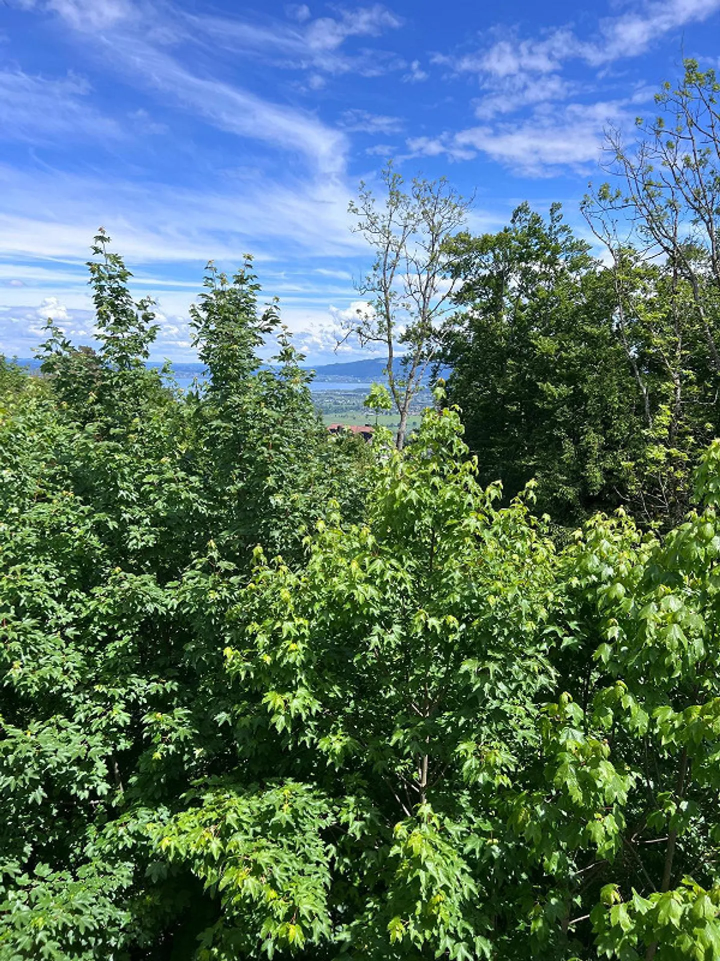Incantevole appartamento di 2.5 locali - vicino alla natura e conveniente - Foto 7 di 7