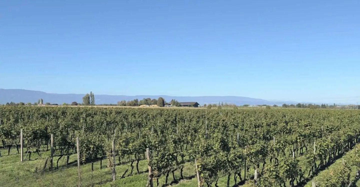 Exklusiv: Villa zwischen Weinbergen und Landschaft - Foto 3 von 11