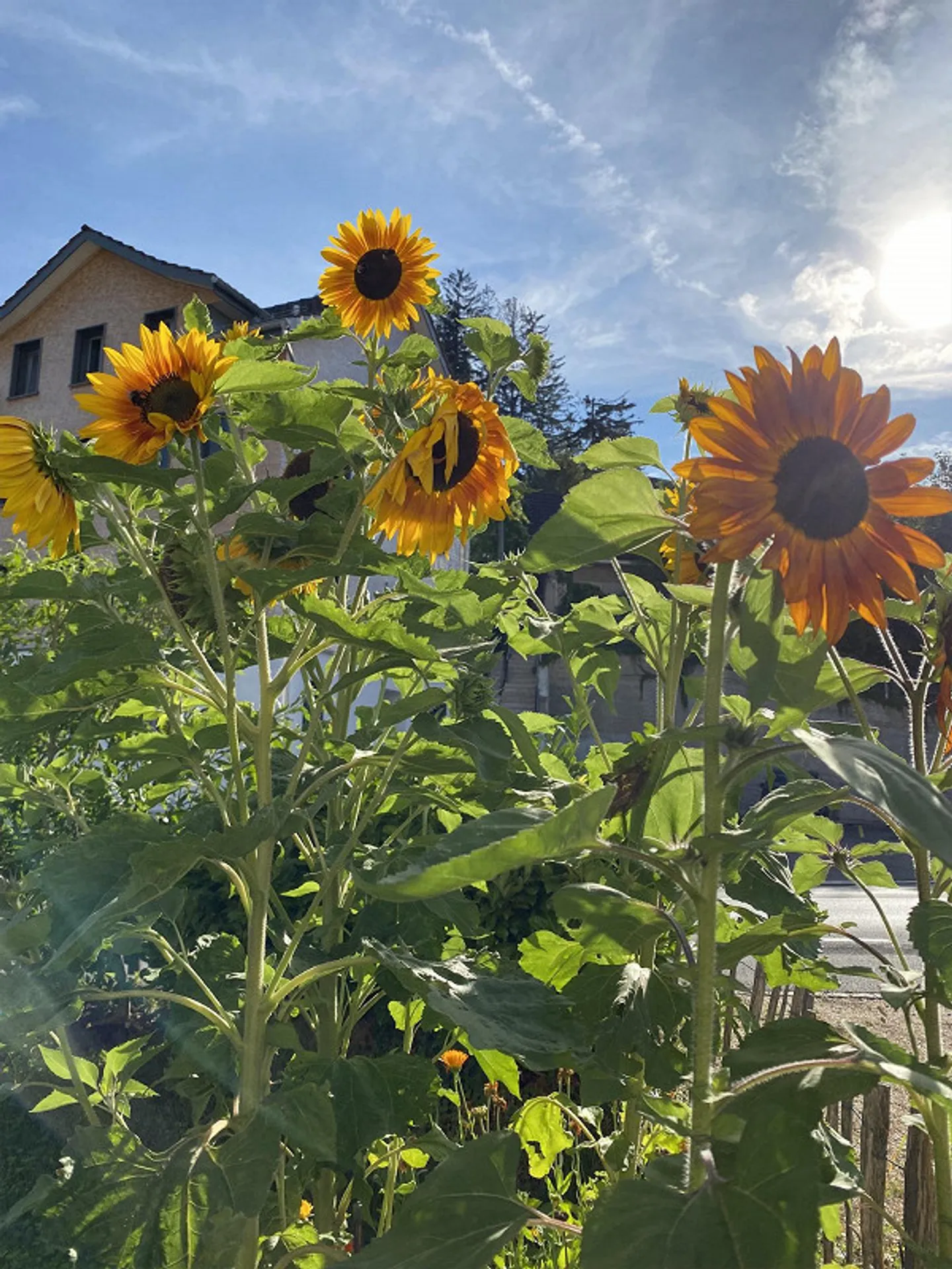 Appartamento spazioso e luminoso di 4 1/2 stanze - Foto 19 di 27