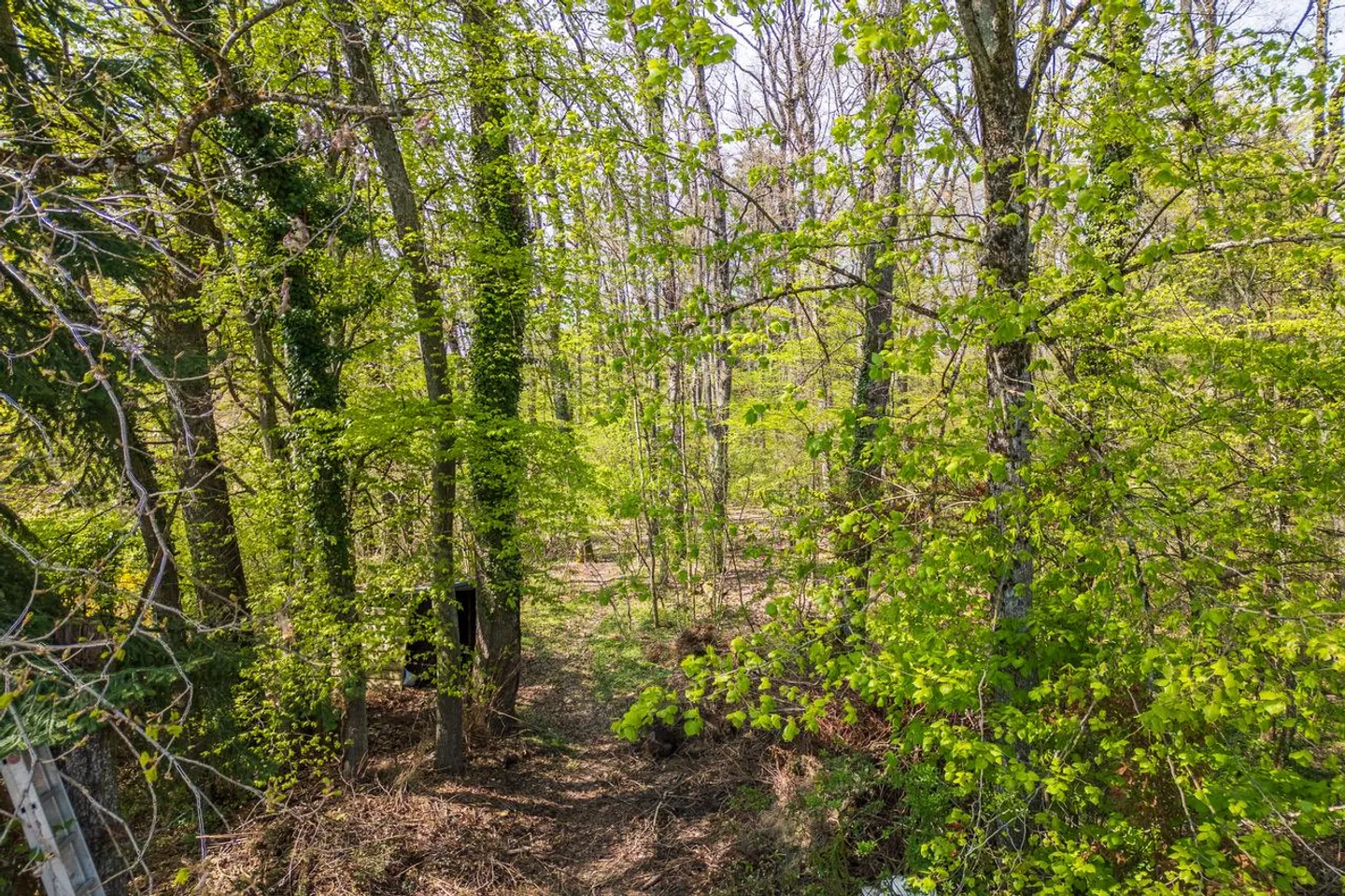 In co-esclusiva: Spaziosa casa familiare con bosco adiacente - Foto 4 di 13