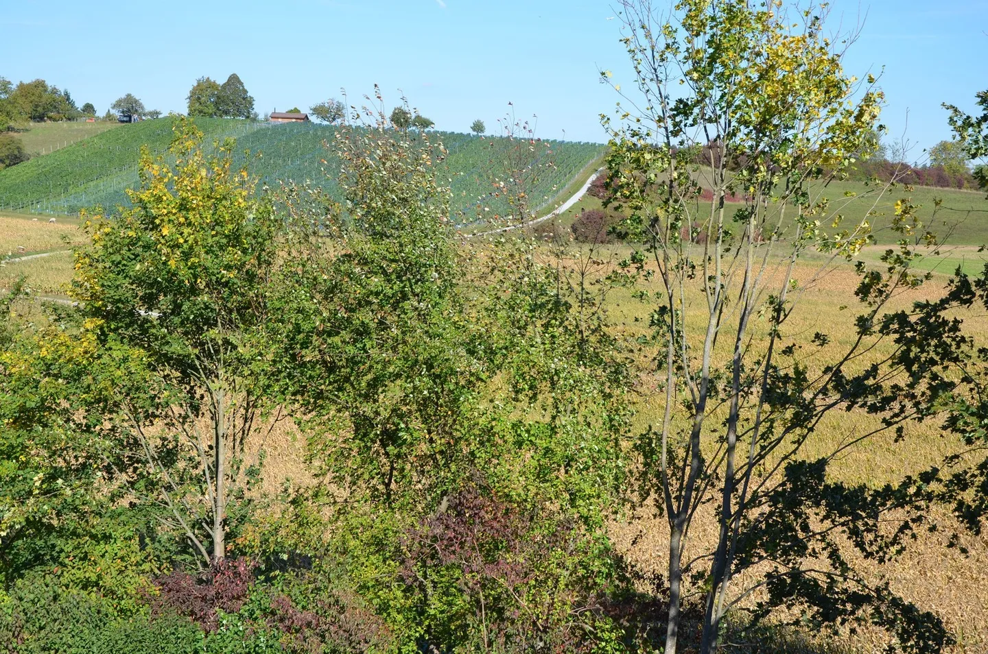 Appartamento attraente di 3,5 locali alla periferia di Wallisellen - Foto 13 di 13