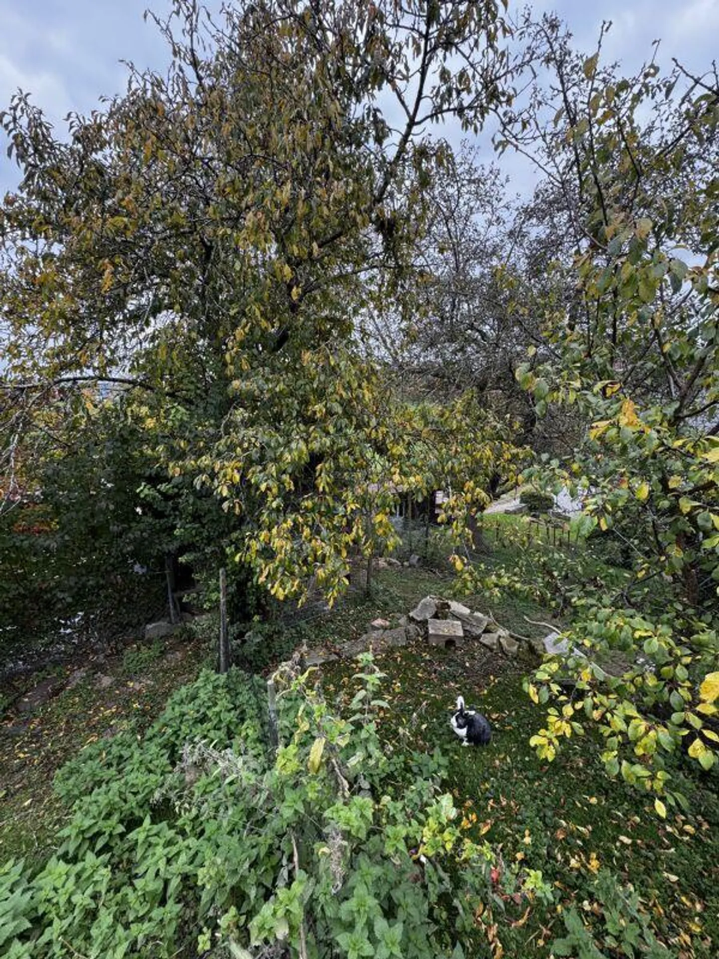 Einfamilienhaus mit Seesicht und Traumgarten (befristete Mietdauer ... - Foto 16 von 21