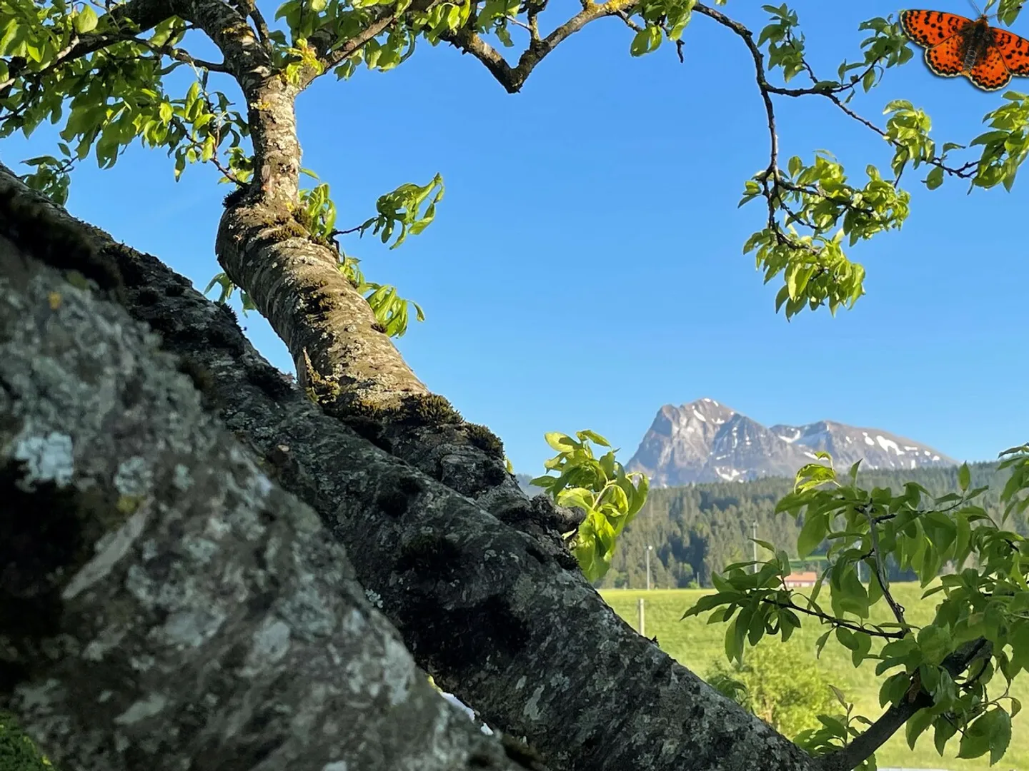 3 ZIMMER NEUE WOHNUNG VON 87 M² MIT MOLESON-BLICK! - Zwei Balkone! - Foto 2 von 9