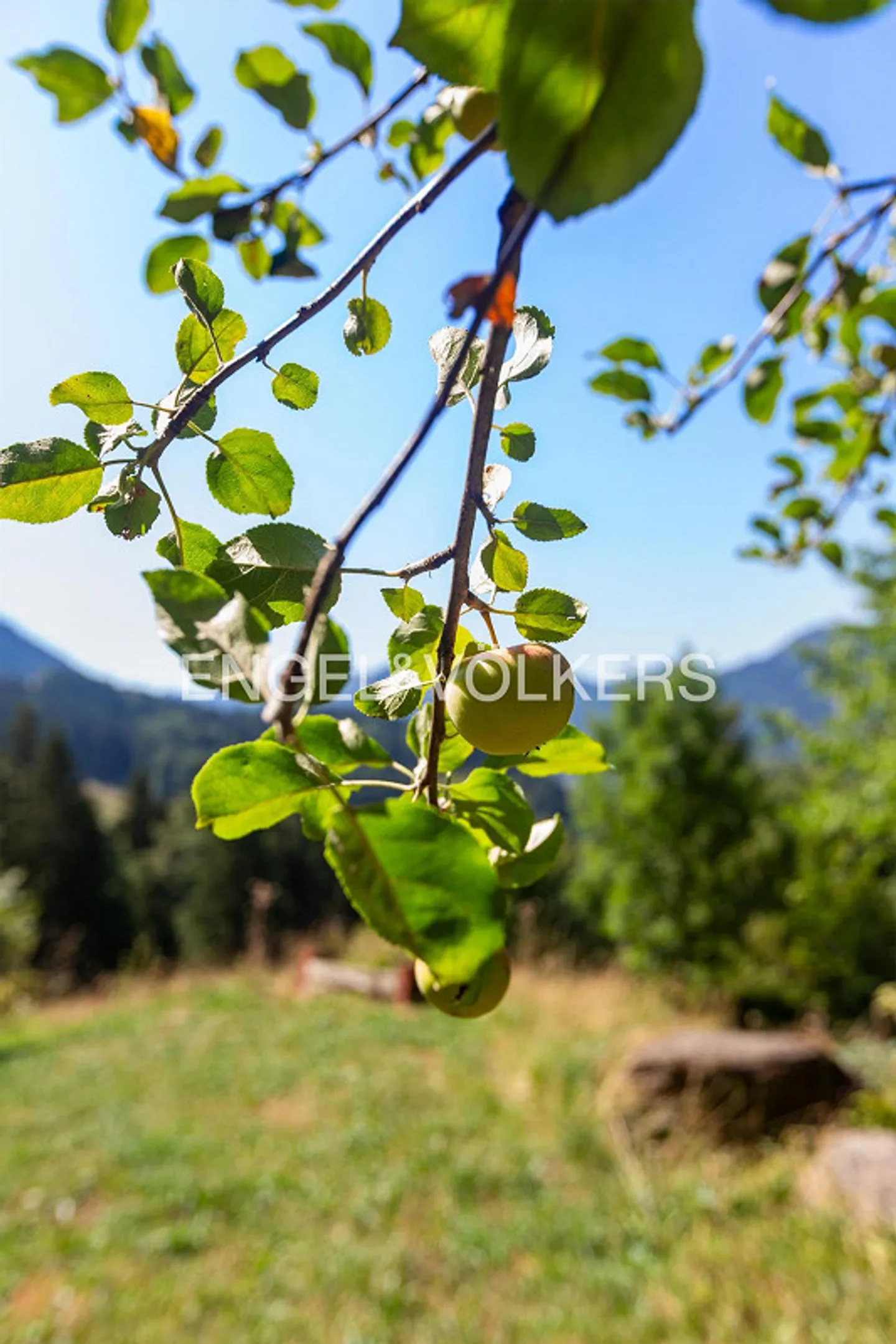 Auszeit mit Weitblick – Ihr Rückzugsort im Appenzellerland - Photo 6 of 7