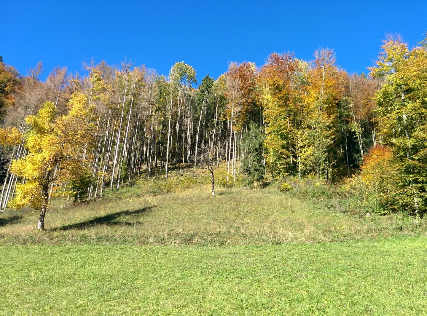 NOBILI GIOIELLI NATURALI: proprietà di 5,2 ha, 100% autosufficiente, con progetto di costruzione approvato, prato / foresta / stagno - Foto 9 di 14