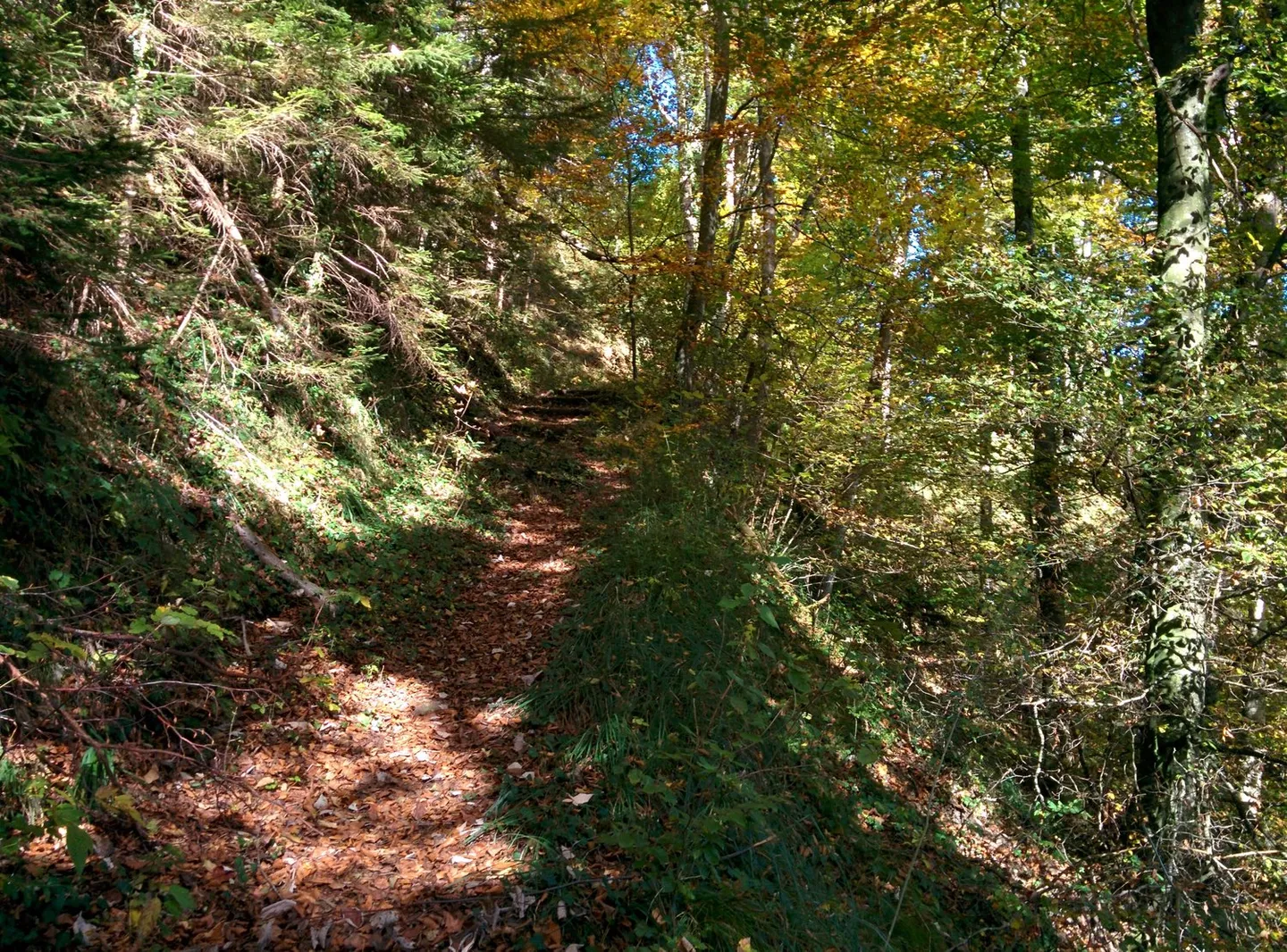 NOBILI GIOIELLI NATURALI: proprietà di 5,2 ha, 100% autosufficiente, con progetto di costruzione approvato, prato / foresta / stagno - Foto 11 di 14