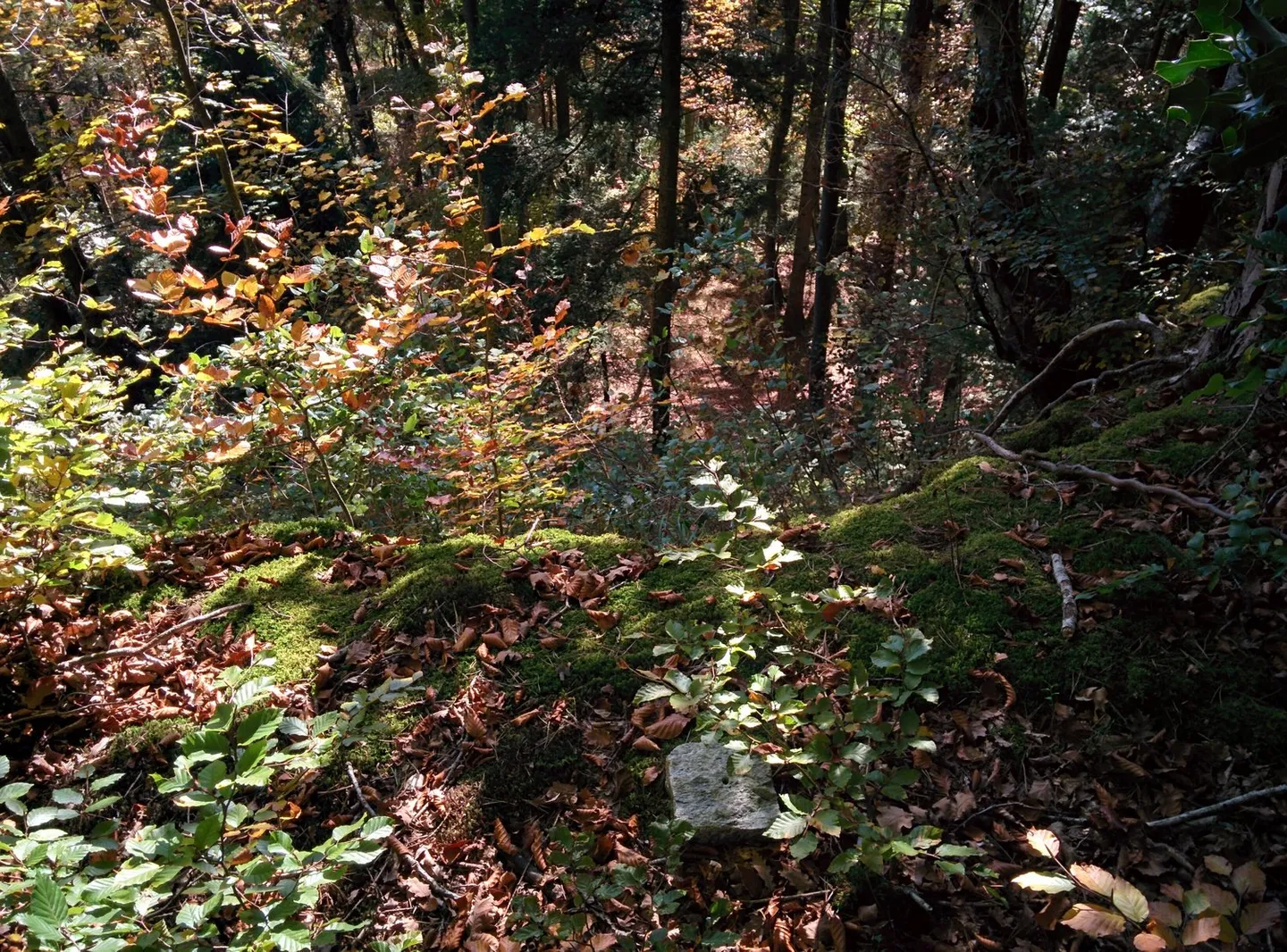 NOBILI GIOIELLI NATURALI: proprietà di 5,2 ha, 100% autosufficiente, con progetto di costruzione approvato, prato / foresta / stagno - Foto 12 di 14