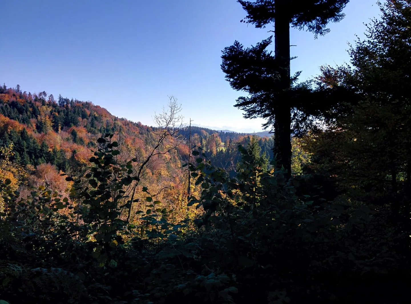 NOBILI GIOIELLI NATURALI: proprietà di 5,2 ha, 100% autosufficiente, con progetto di costruzione approvato, prato / foresta / stagno - Foto 13 di 14