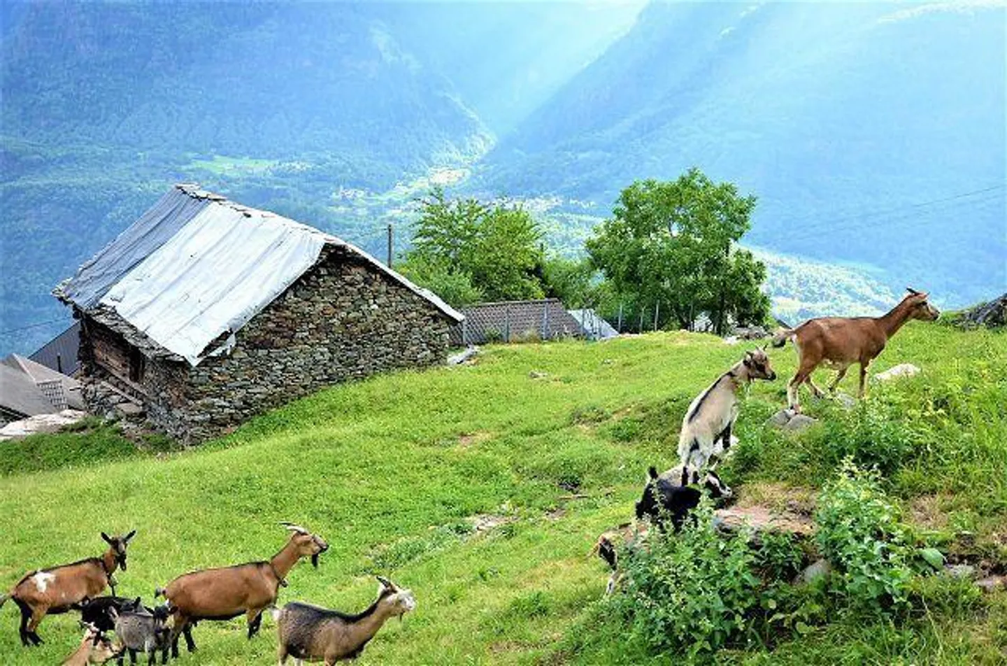 Grande rustico da ristrutturare con terreno molto soleggiata e pano... - Photo 15 sur 25