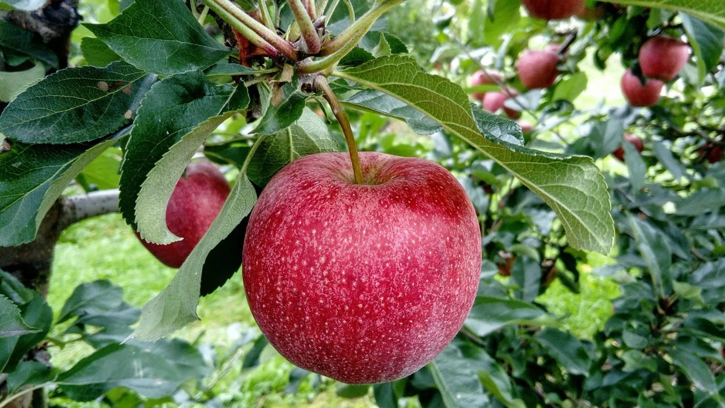 Exploitation fruitière avec cultures spéciales à louer (Bio Knospe) - Photo 1 sur 17