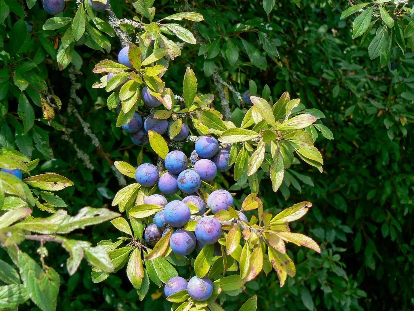 Exploitation fruitière avec cultures spéciales à louer (Bio Knospe) - Photo 2 sur 17