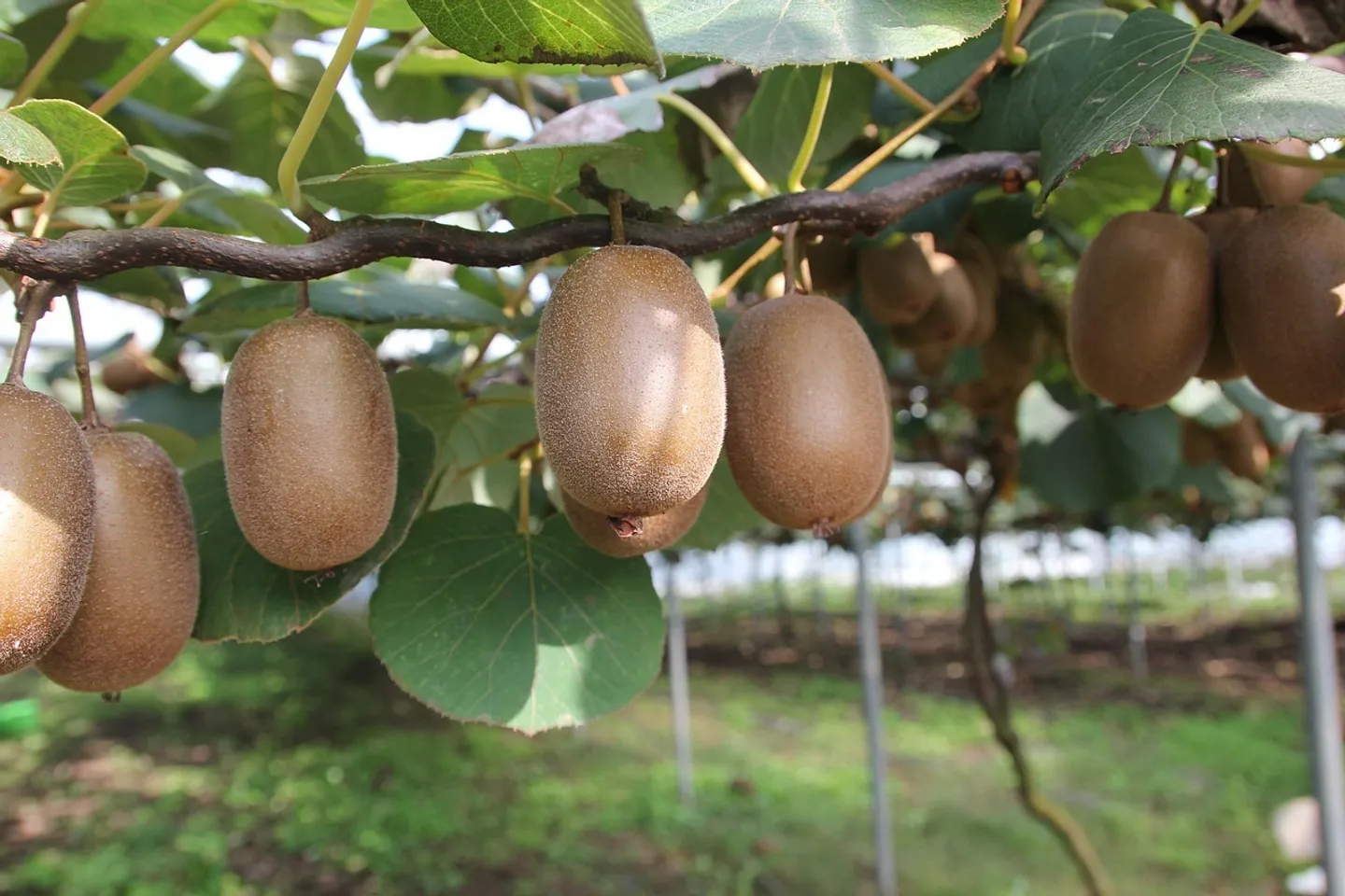 Exploitation fruitière avec cultures spéciales à louer (Bio Knospe) - Photo 3 sur 17