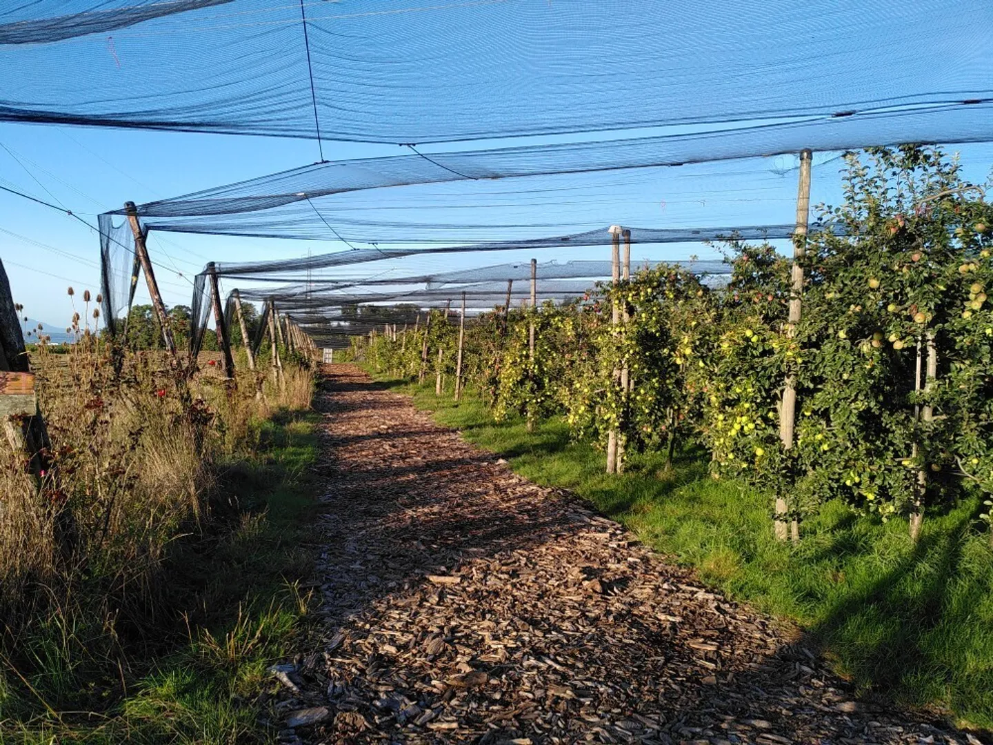 Exploitation fruitière avec cultures spéciales à louer (Bio Knospe) - Photo 4 sur 17