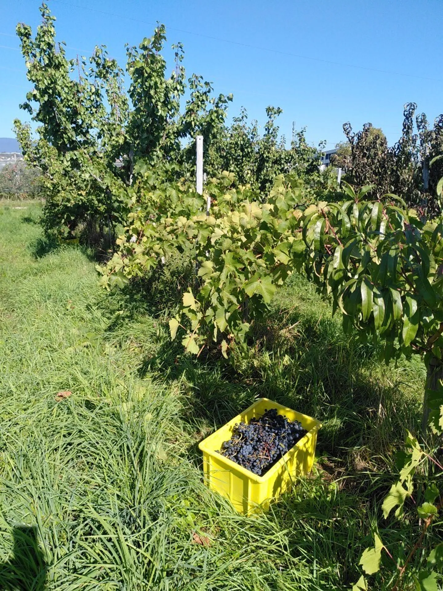 Exploitation fruitière avec cultures spéciales à louer (Bio Knospe) - Photo 6 sur 17