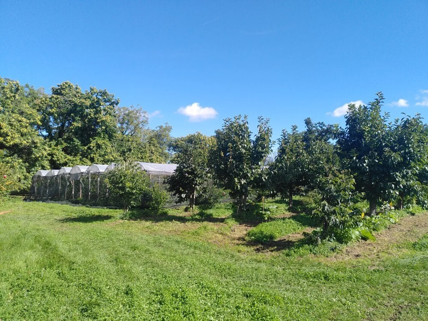 Exploitation fruitière avec cultures spéciales à louer (Bio Knospe) - Photo 7 sur 17