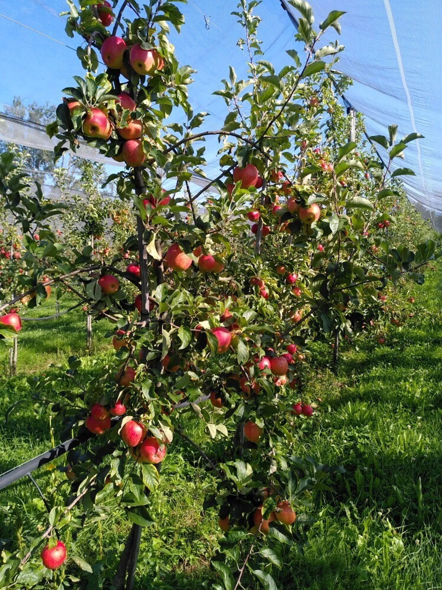 Exploitation fruitière avec cultures spéciales à louer (Bio Knospe) - Photo 8 sur 17