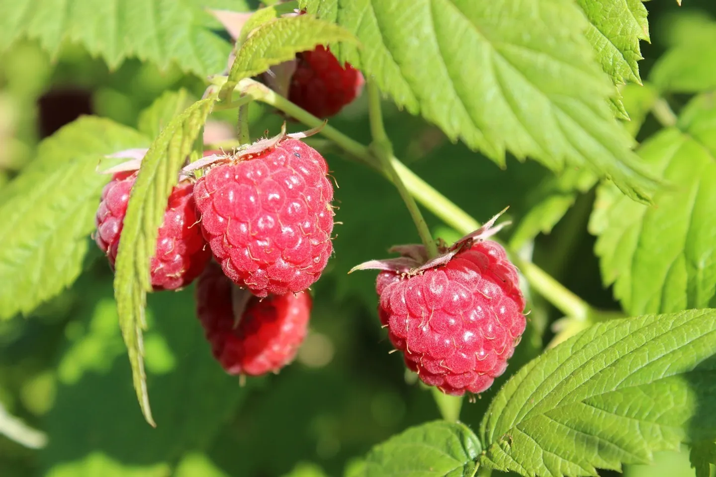 Exploitation fruitière avec cultures spéciales à louer (Bio Knospe) - Photo 15 sur 17