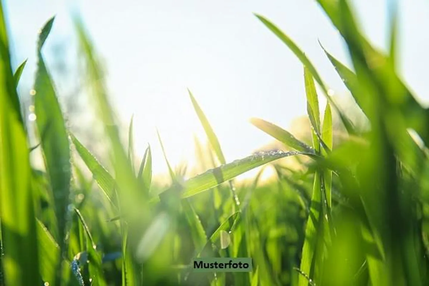 Wald, ohne Vegetation - Foto 1 von 13