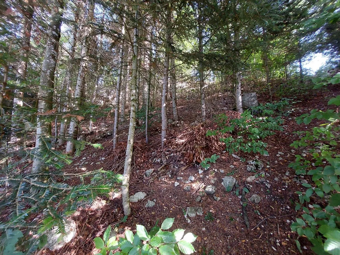 Belle villa individuelle à proximité de la forêt - Photo 8 sur 12