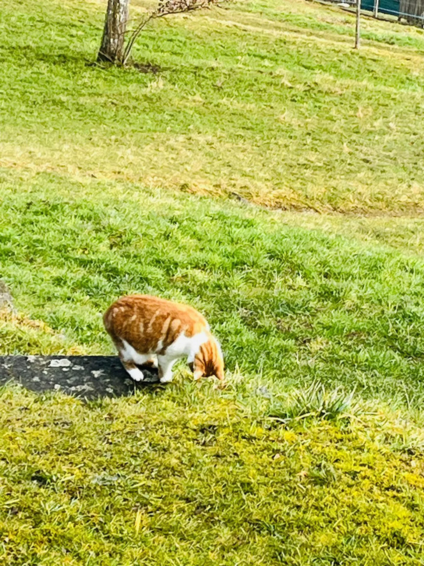 Terreno edificabile di alto livello situato in assoluta tranquillità - Foto 1 di 1