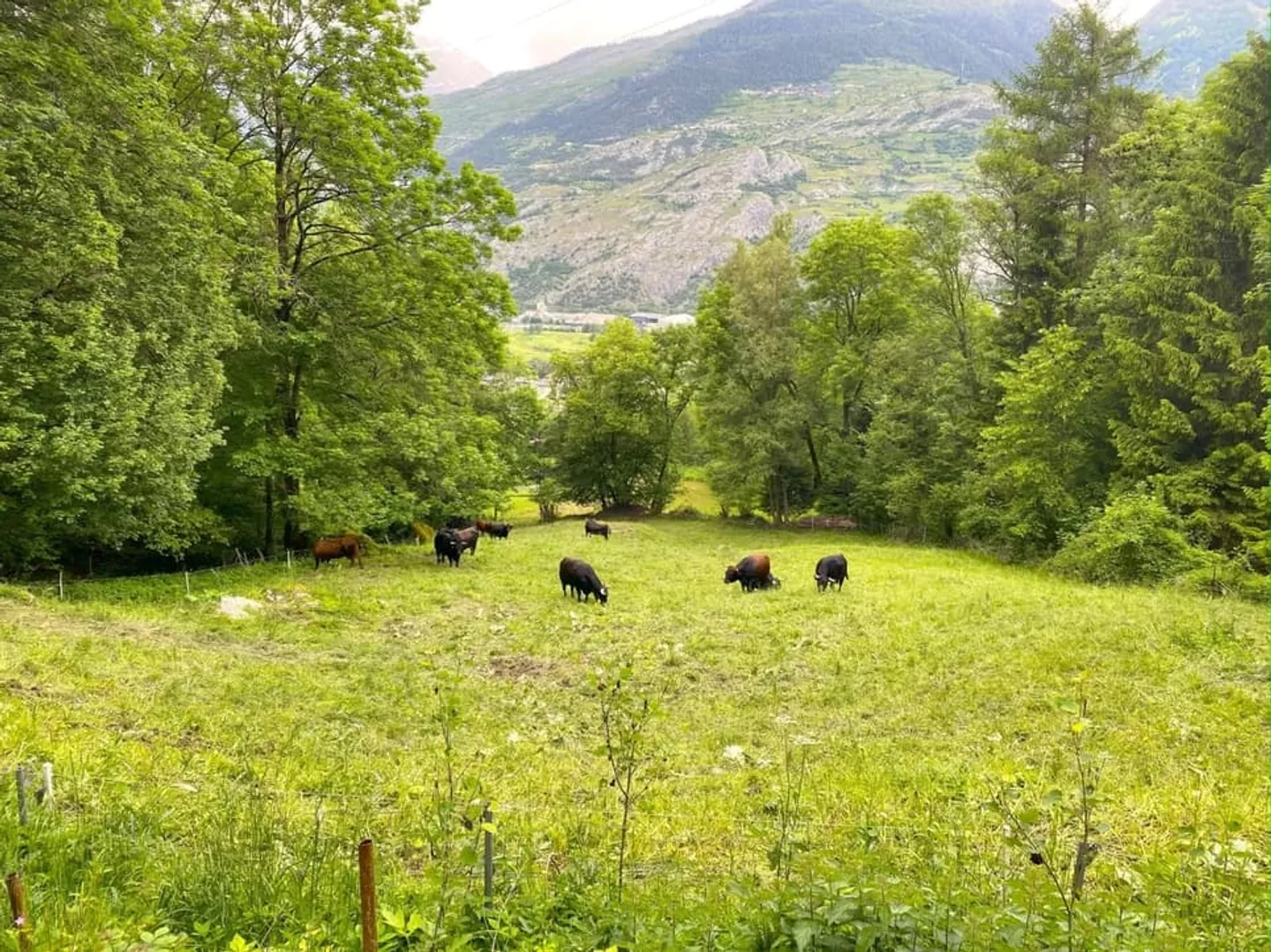 Cozy Mountain Cabin in Forest Clearing - Photo 12 of 13