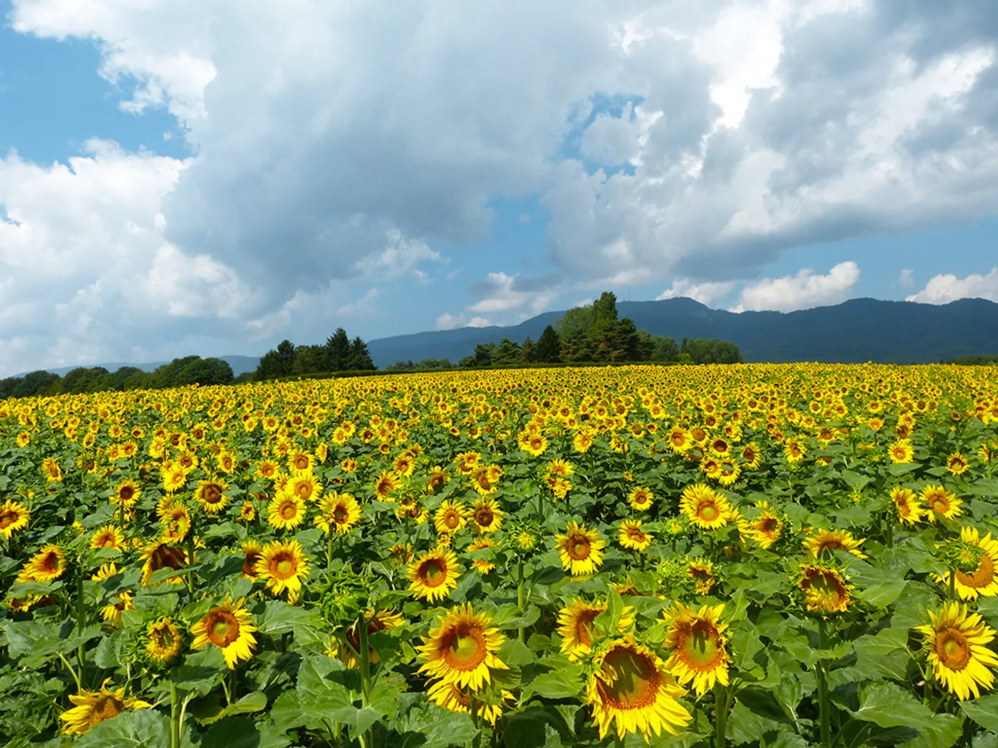 Duplex 5.5 pièces - Photo 1 sur 4