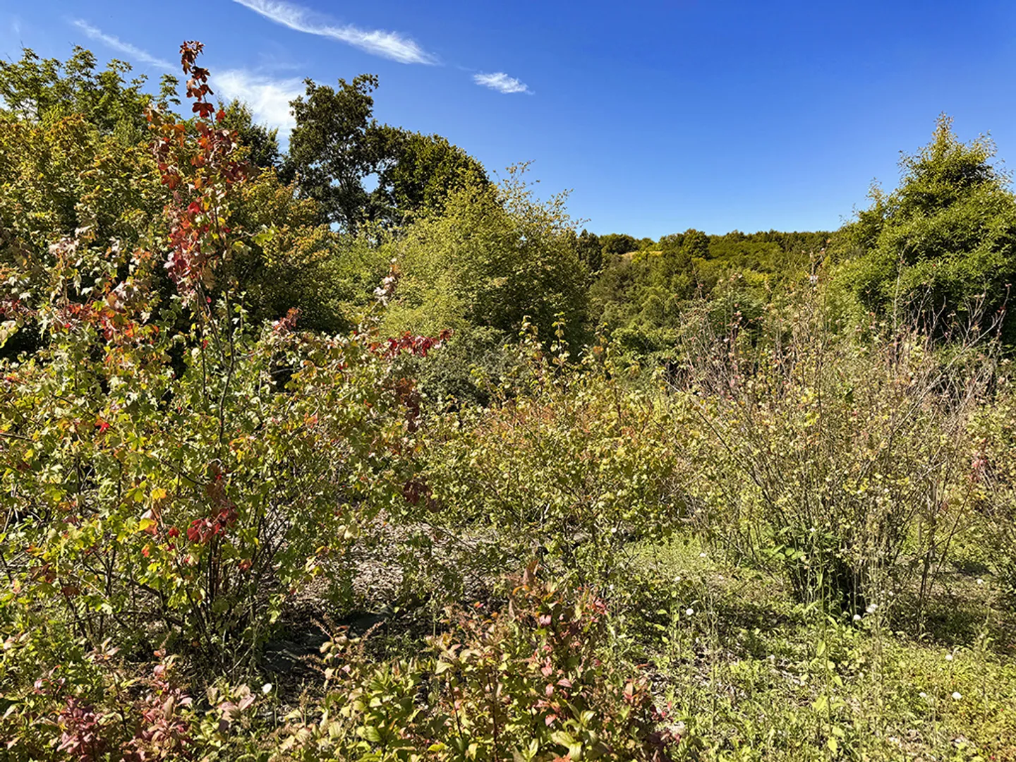 House 6.5 rooms - Photo 3 of 3