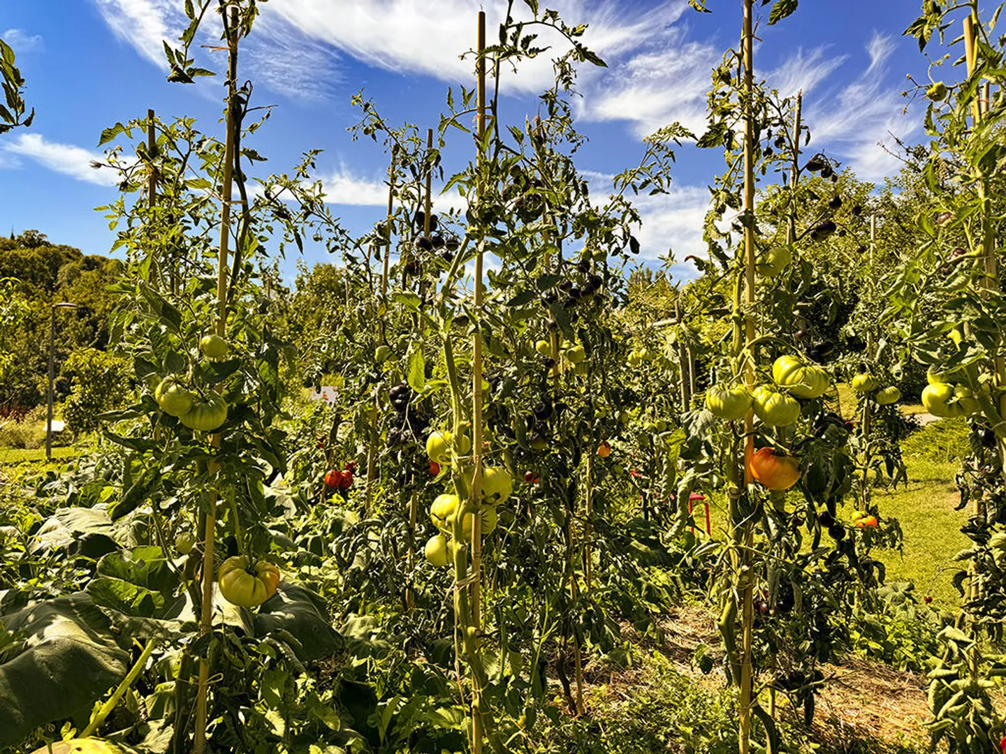 6-Zimmer-Haus - Foto 3 von 3