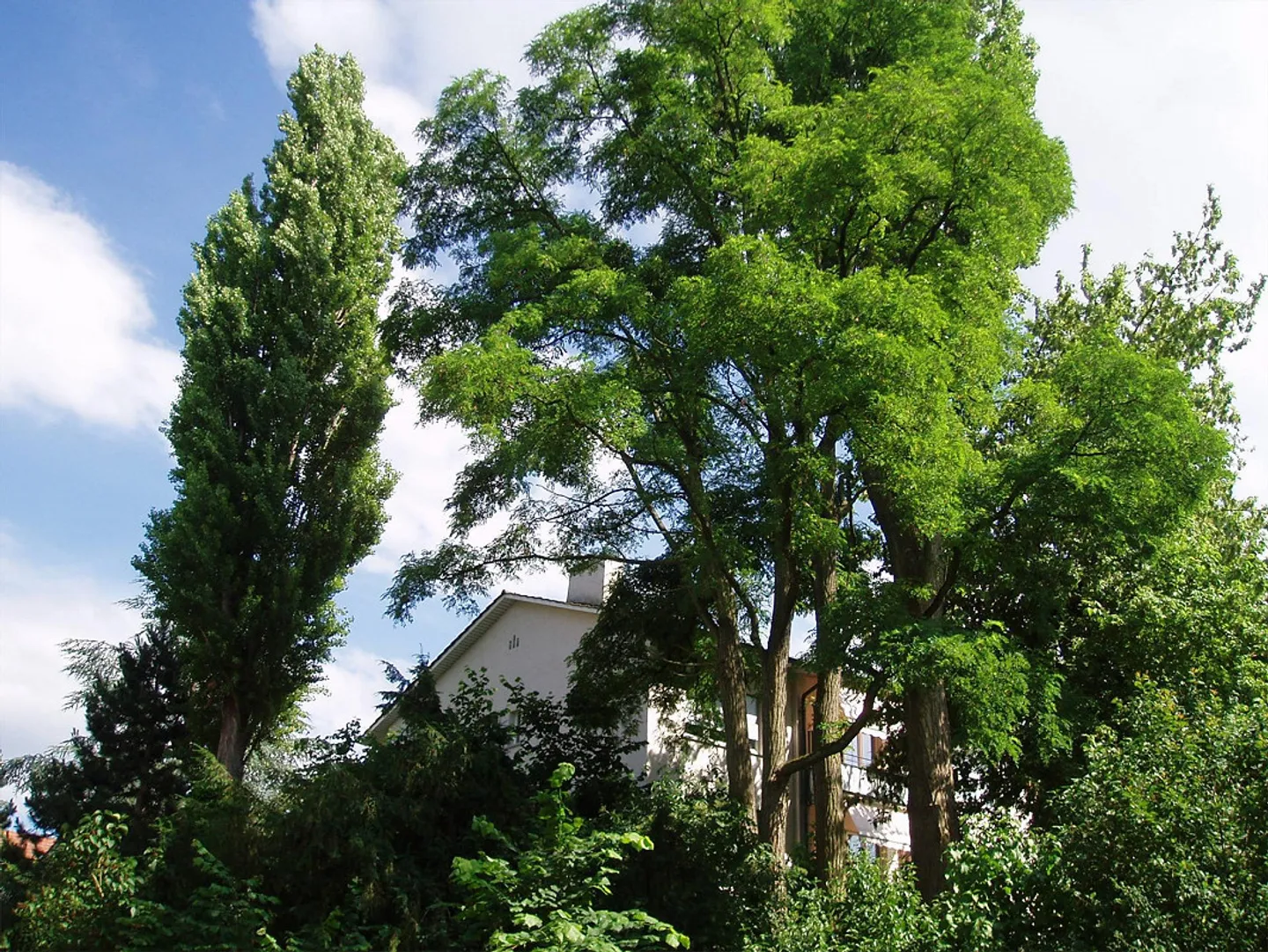Ein Stadthaus im Grünen - Foto 3 von 21