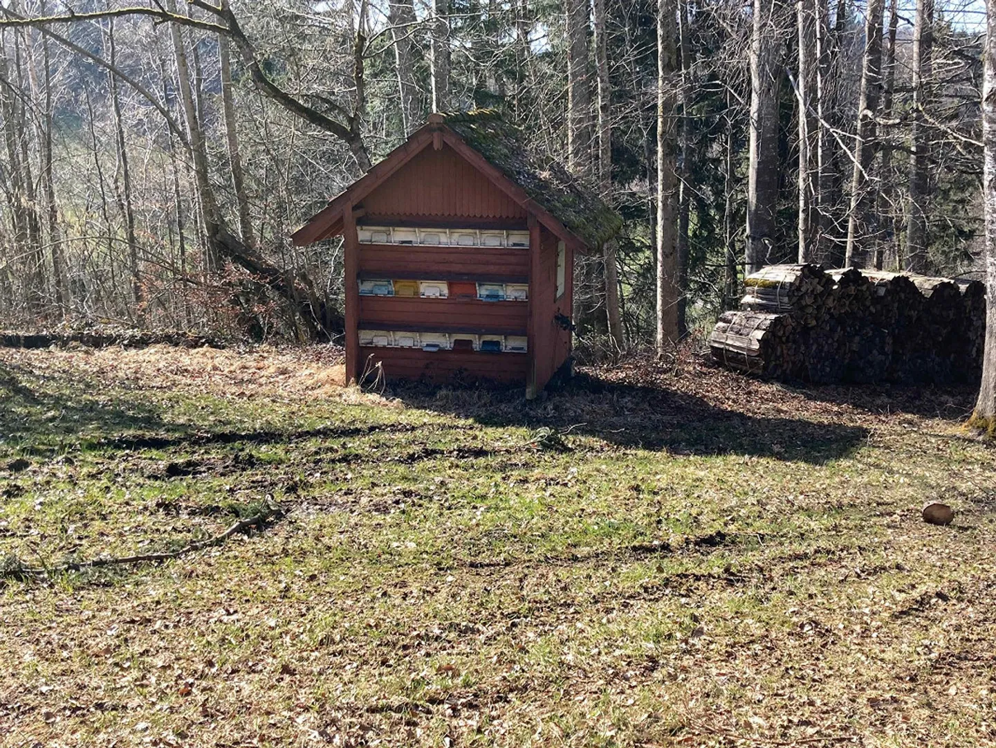 Foresta con Casa delle Api - Foto 1 di 3