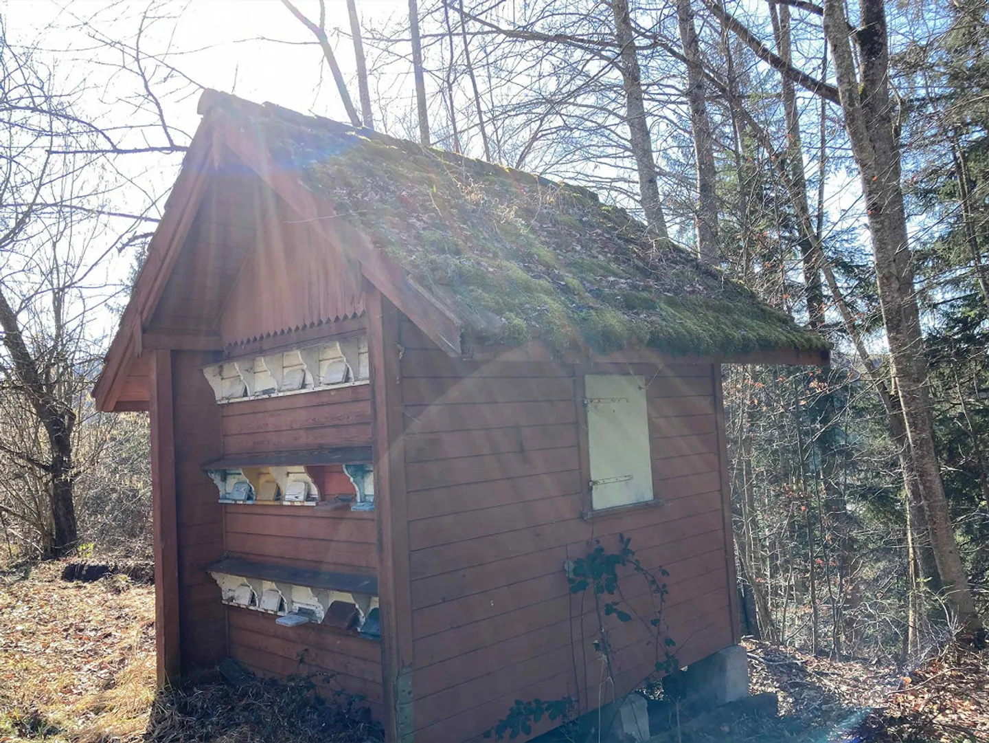 Foresta con Casa delle Api - Foto 3 di 3