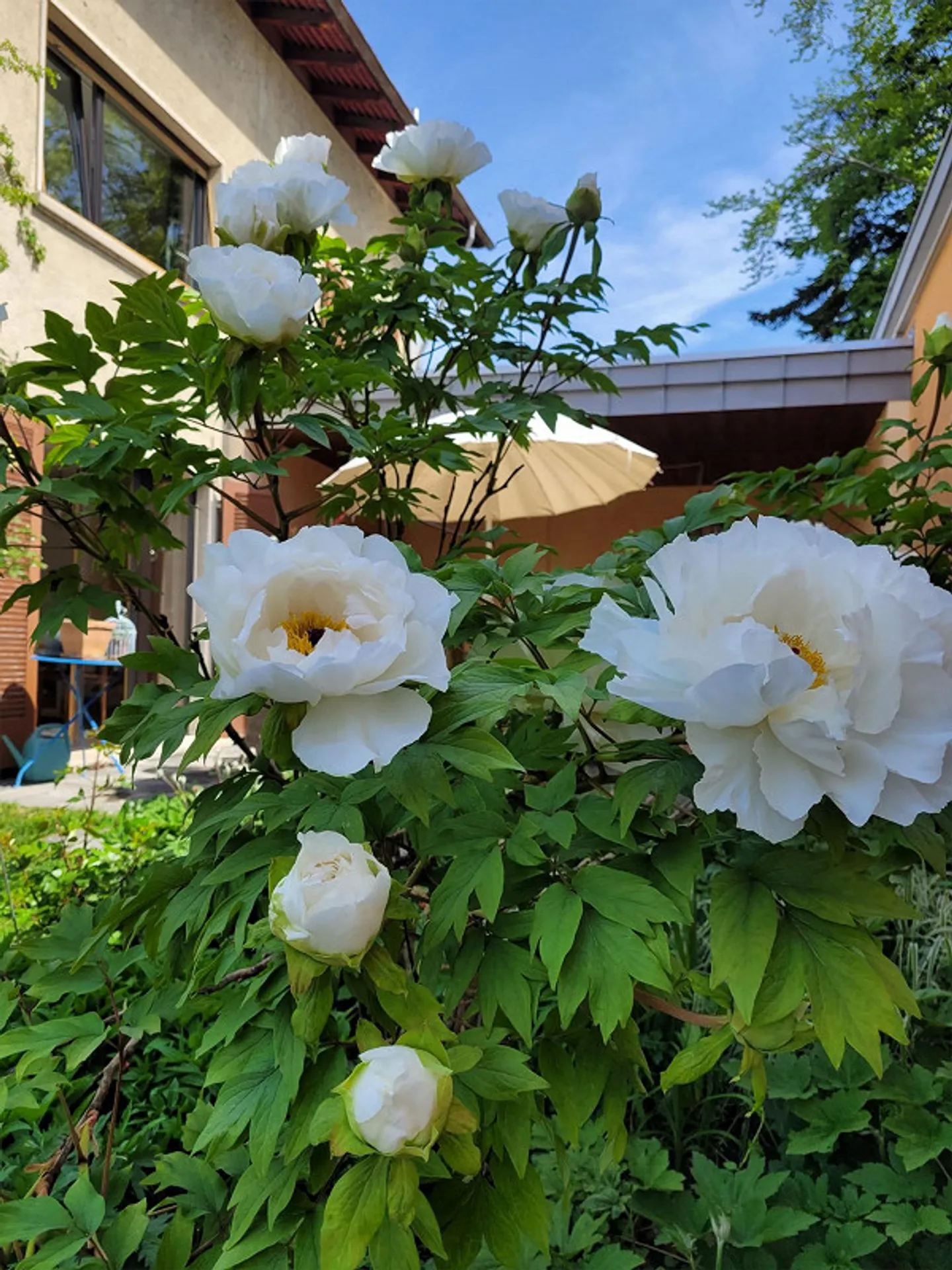 Charmantes Einfamilienhaus in Chur - Foto 5 von 8